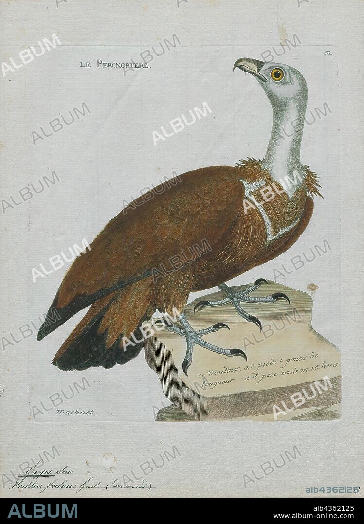 Gyps fulvus, Print, The griffon vulture (Gyps fulvus) is a large Old World vulture in the bird of prey family Accipitridae. It is also known as the Eurasian griffon. It is not to be confused with a different species, Rüppell's griffon vulture (Gyps rueppellii). It is closely related to the white-backed vulture (Gyps africanus)., 1790-1796.