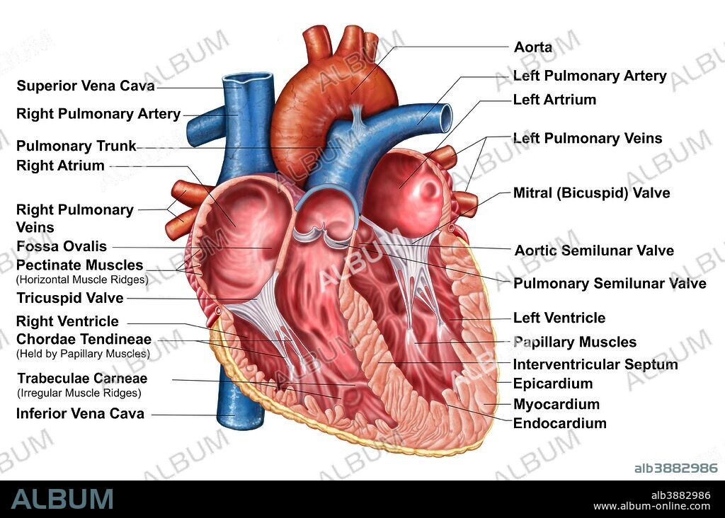Anatomy of heart interior, frontal section.