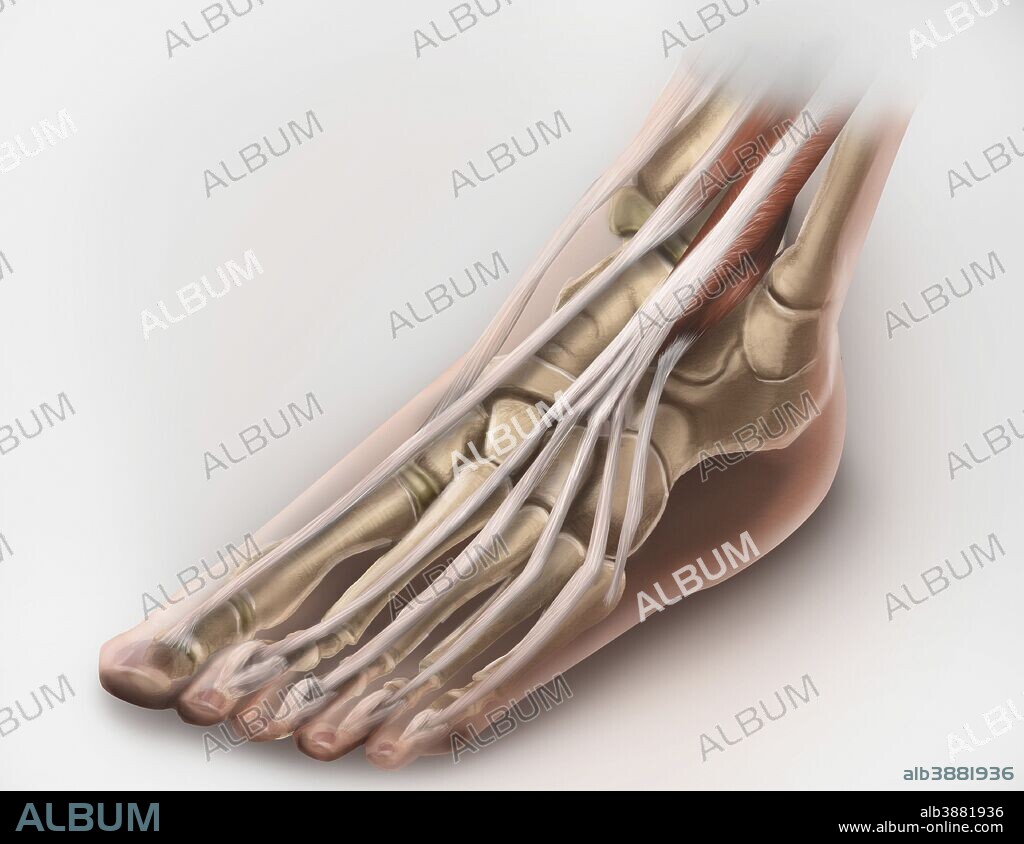 Anterior compartment anatomy of left leg muscles and tendons.