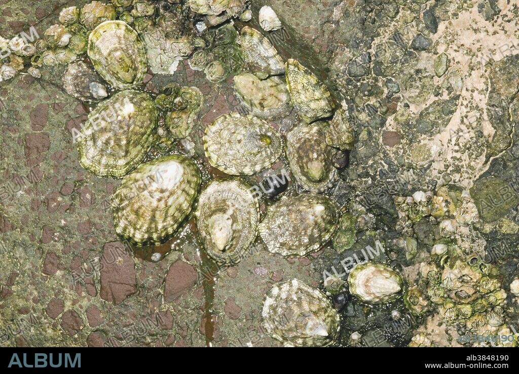 Fingered or ribbed limpets (Lottia digitalis) attached to rocks above the low tide line. The 3 small black snails in the center of the frame are checkered periwinkles, (Littorina scutulata). Groups of acorn barnacles (Balanus glandula) can be seen at upper left and lower right. All 3 of these species are abundant intertidal species from Alaska south to CA. Photo Ruby Beach, Olympic Peninsula, Oregon.