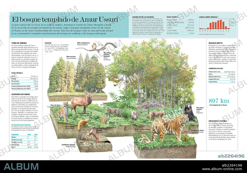 El bosque templado de Amur Ussuri. Infografía del ecosistema del bosque templado de Amur Ussuri (Rusia).