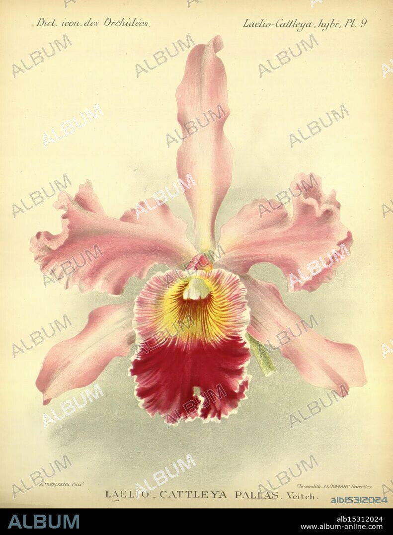 Dictionnaire iconographique des orchidees, 1896-1907, botany, Orchidaceae, pictorial works, Laelia, Cattleya, A delicate illustration of a Laelia Cattleya Pallas orchid, showcasing its striking floral features. The petals are elegantly shaped, with a soft pink hue that transitions to a rich crimson in the throat area. The intricate patterns and textures of the flower are meticulously detailed, highlighting the vibrant yellow and maroon markings at the center. The overall composition emphasizes the orchid's graceful form, capturing the essence of its natural beauty. This botanical depiction is part of a larger collection dedicated to the diverse world of orchids.