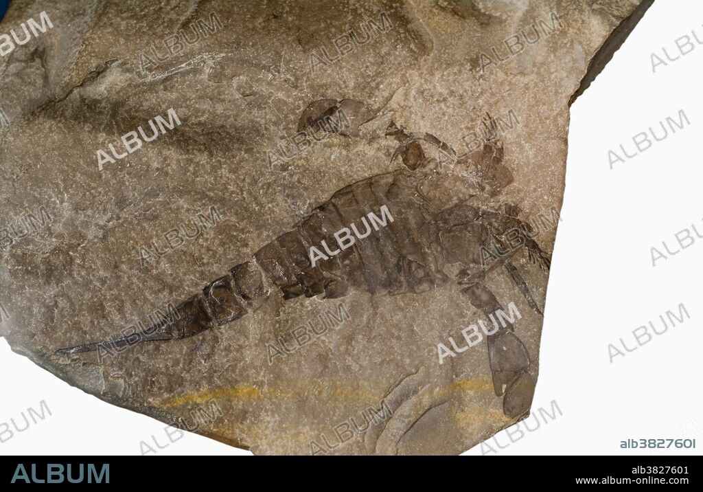 Fossil Sea Scorpion, Eurypterus, a Paleozoic arthropod from New York. Sample courtesy of Perkins Museum of Geology, University of Vermont.