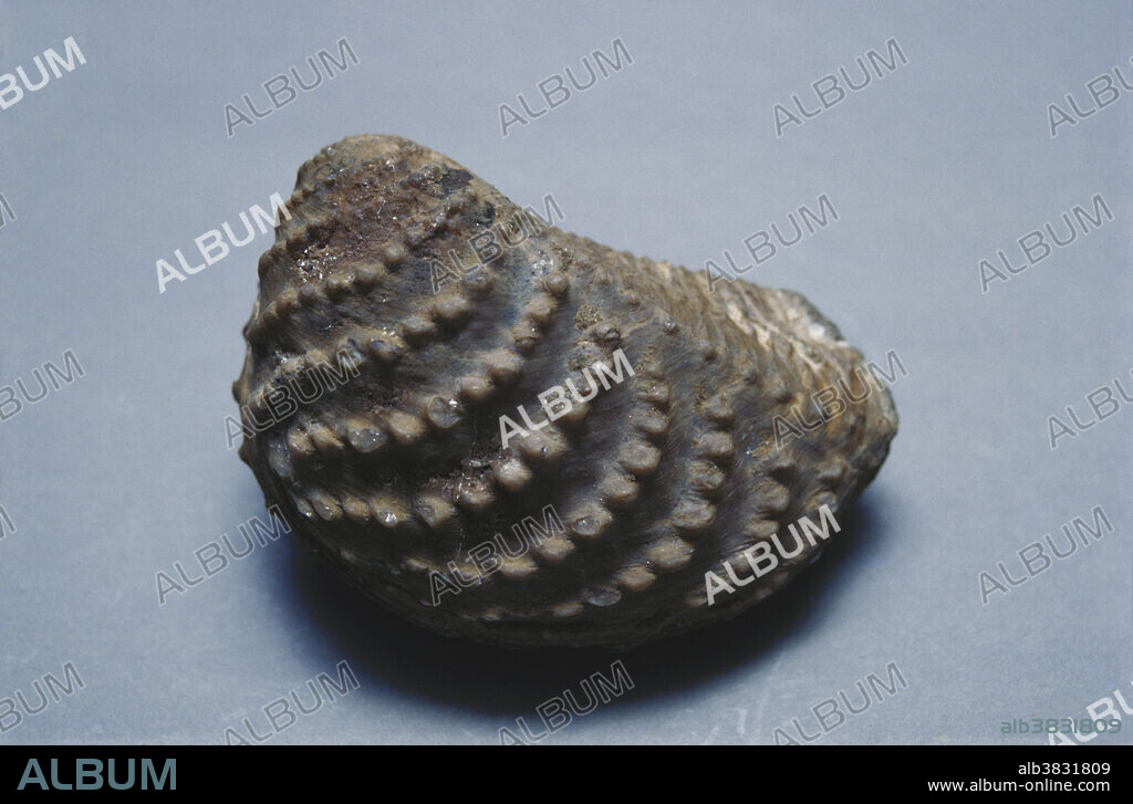 Myophorella, a bivalve mollusk that lived from the Jurassic to the Lower Cretaceous Periods. It is commonly found in near-shore marine sediments, and may have burrowed shallowly into the seabed. 100 mm long.
