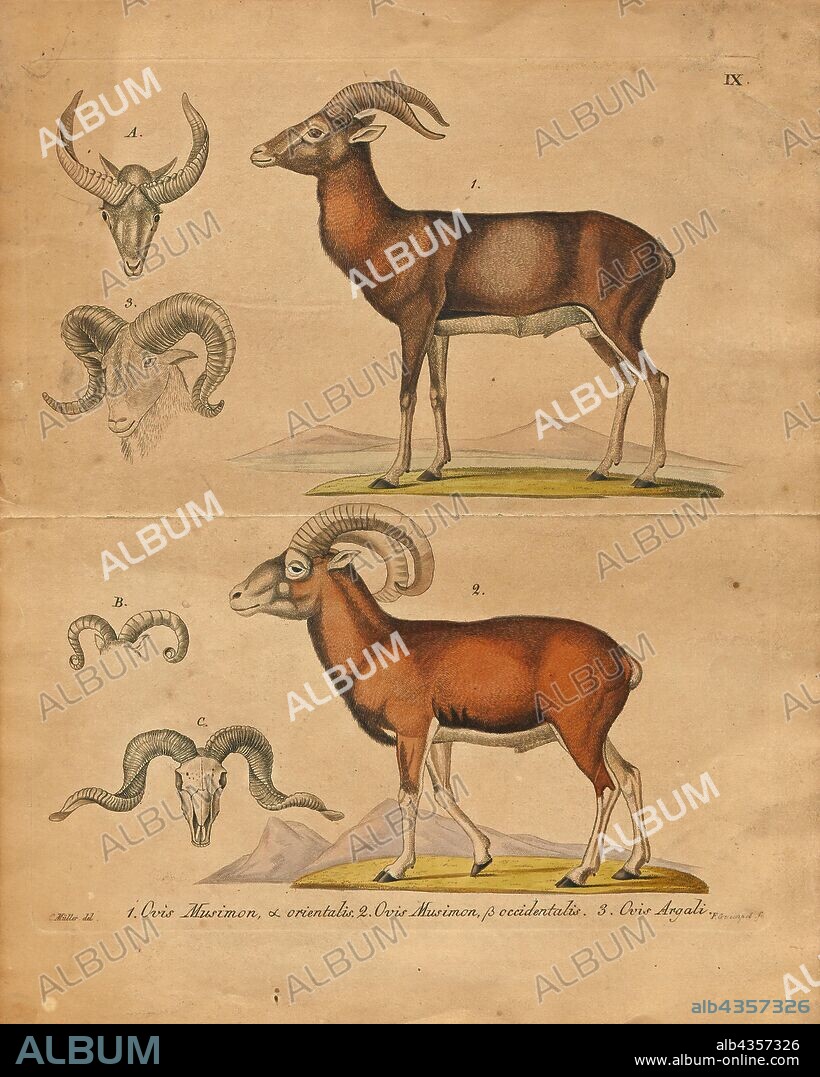 Ovis musimon, Print, The mouflon (Ovis orientalis orientalis group) is a subspecies group of the wild sheep (Ovis orientalis). Populations of O. orientalis can be partitioned into the mouflons (orientalis group) and the urials (vignei group). The mouflon is thought to be the ancestor for all modern domestic sheep breeds., 1700-1880.