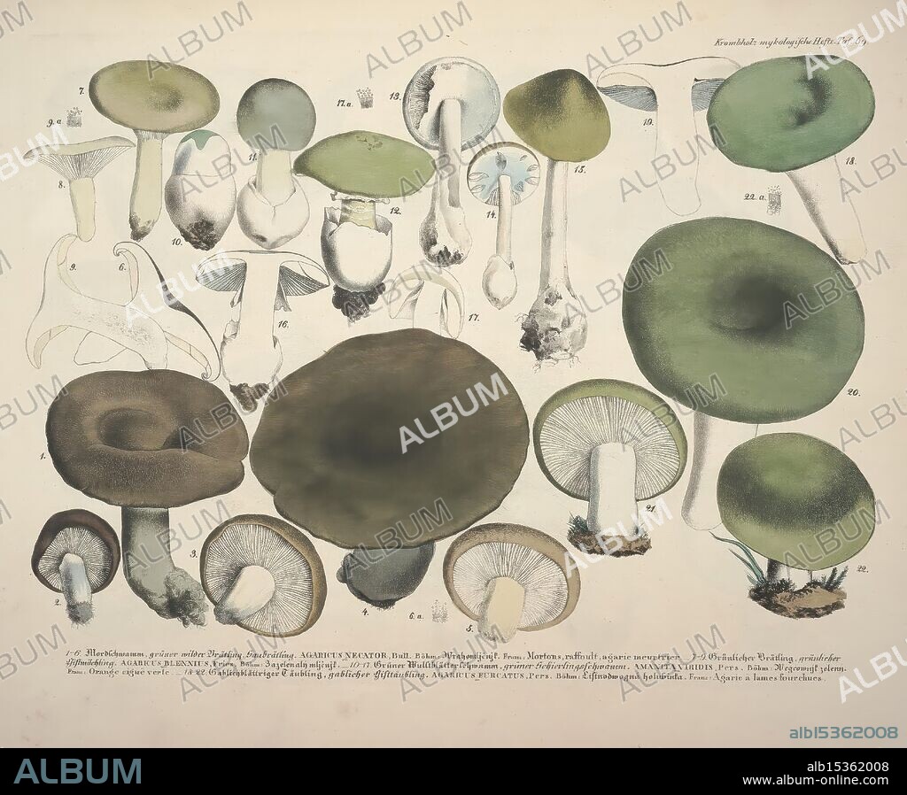 Naturgetreue Abbildungen und Beschreibungen der essbaren, schädlichen und verdächtigen Schwämme, Prag, In Commission in der J. G. Calve'schen Buchhandlung, 1831-1846, Basidiomycetes, Pathogenic fungi,, A collection of illustrated mushrooms showcasing various species and forms. The display features a range of sizes and shapes, including capped, funnel-shaped, and stemmed varieties. Each mushroom is meticulously rendered with detailed textures and shading, providing a clear view of their unique characteristics, such as gills, caps, and stalks. Some specimens are depicted in profile, while others are shown from above, allowing for comprehensive identification. The arrangement includes numbered labels corresponding to specific species, providing a reference for study and classification. The overall composition emphasizes the diversity and beauty of fungal life.