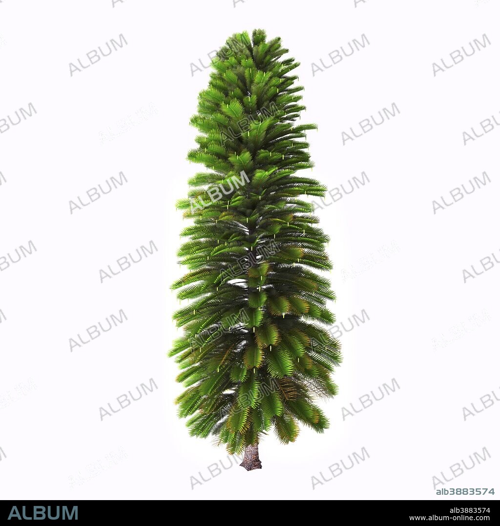 Wollemia nobilis tree on white background. Wollemia is a genus of coniferous tree in the family Araucariaceae.