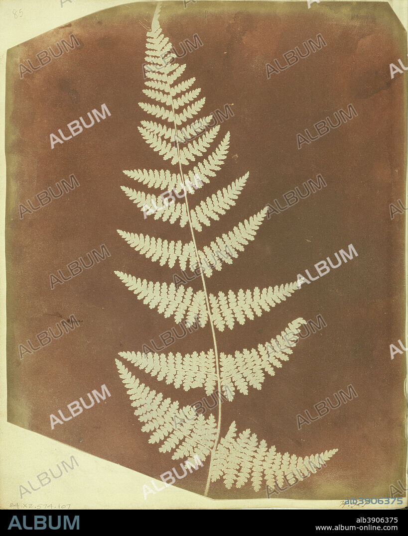WILLIAM HENRY FOX TALBOT. [Buckler Fern]. Date/Period: 1839. Negative. Photogenic drawing negative. Height: 221 mm (8.70 in); Width: 178 mm (7 in).
