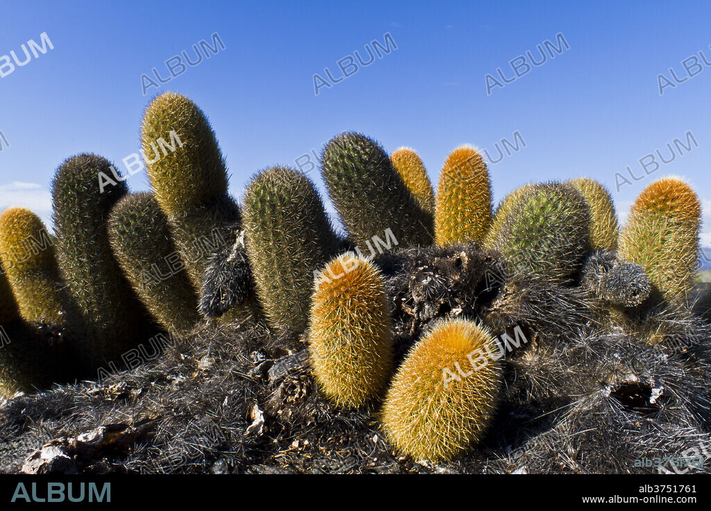 Endemic lava cactus (Brachycereus spp,), Fernandina Island, Galapagos Islands, UNESCO World Heritage Site, Ecuador, South America.