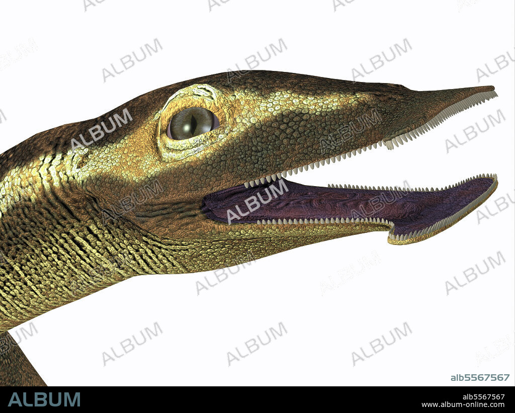 Atopodentatus aquatic reptile headshot. Atopodentatus was a herbivorous semi-aquatic marine reptile that lived in Triassic Seas of China.