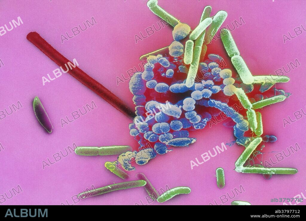 Color-enhanced Scanning Electron Micrograph (SEM) showing assorted bacteria including coccus (spherical) and bacillus (rod-like) forms.
