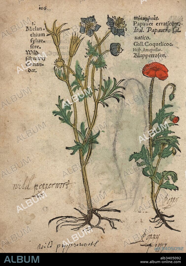 Wild nigella, Nigella arvensis, and corn poppy, Papaver rhoeas. Handcoloured woodblock engraving of a botanical illustration from Adam Lonicer's Krauterbuch, or Herbal, Frankfurt, 1557. This from a 17th century pirate edition or atlas of illustrations only, with captions in Latin, Greek, French, Italian, German, and in English manuscript.