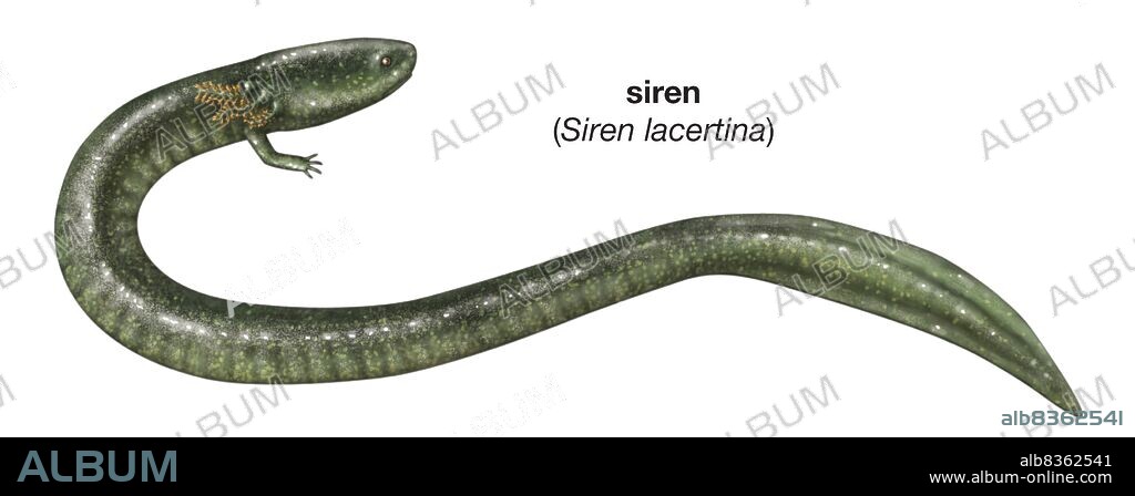 Greater siren (Siren lacertina).