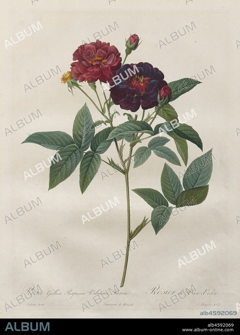 The Roses: Rosa Gallica Purpurea Velutina Parva, 1817-1824. The subtle tones in Redouté?s paintings nearby were faithfully captured by engravers, but the prints do not imitate the spontaneity and deftness of the master?s brushwork, which carefully described every detail. The drawings were interpreted using the most skillful and refined stipple engraving but relied on a combination of printed and hand colouring. A thin wash of watercolour that closely matches the printing ink was meticulously applied over every part of the image, with an occasional use of contrasting tints for the highlights.