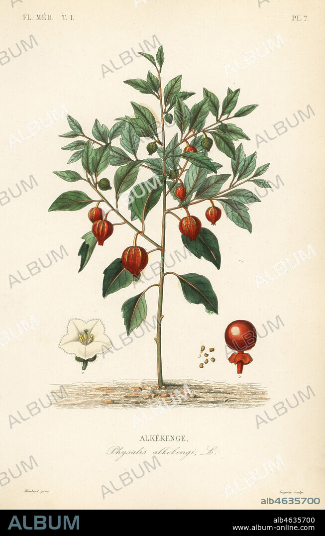Bladder cherry or Chinese lantern, Physalis alkekengi, Alkekenge. Handcoloured steel engraving by Lagesse after a botanical illustration by Edouard Maubert from Pierre Oscar Reveil, A. Dupuis, Fr. Gerard and Francois Herincqs La Regne Vegetal: Flore Medicale, L. Guerin, Paris, 1864-1871.
