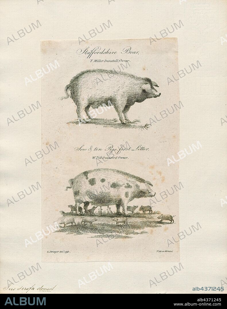Sus scrofa domestica, Print, The domestic pig (Sus scrofa domesticus or only Sus domesticus), often called swine, hog, or simply pig when there is no need to distinguish it from other pigs, is a domesticated large, even-toed ungulate. It is variously considered a subspecies of the Eurasian boar or a distinct species. The domestic pig's head-plus-body-length ranges from 0.9 to 1.8 m (35 to 71 in), and adult pigs typically weigh between 50 and 350 kg (110 and 770 lb), with well-fed individuals often exceeding this weight range. The size and weight of a hog largely depends on its breed. Compared to other artiodactyls, its head is relatively long, pointed, and free of warts. Even-toed ungulates are generally herbivorous, but the domestic pig is an omnivore, like its wild relative., 1700-1880.