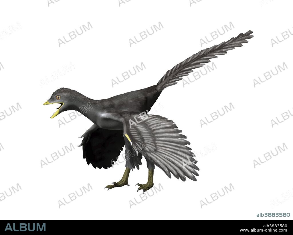 Archaeopteryx lithographica, Late Jurassic of Germany.