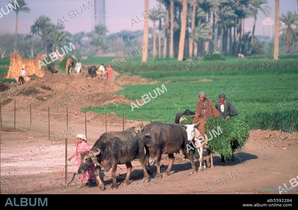 Völkerkunde:. Ägypten. Fellachen. Foto, 1995. Aus einer Serie: Leben der Fellachen am Nil.