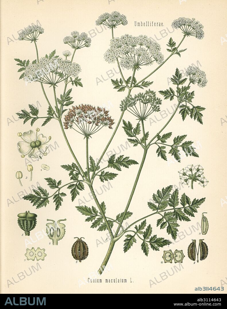 Poison hemlock, Conium maculatum. Chromolithograph after a botanical illustration from Hermann Adolph Koehler's Medicinal Plants, edited by Gustav Pabst, Koehler, Germany, 1887.