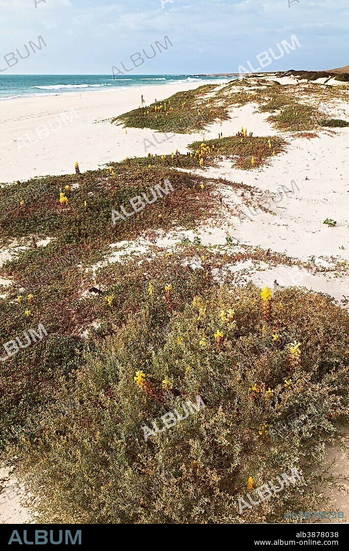 Yellow flowering Desert Broomrape plants (Cistanche deserticola) on Varandinha Beach, Praia de Chave, island of Boa Vista, Cape Verde, Republic of Cabo Verde, Africa.