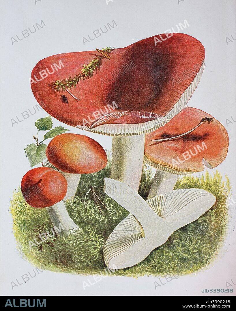 Russula emetica, commonly known as the sickener, emetic russula, or vomiting russula, digital reproduction of an ilustration of Emil Doerstling (1859-1940).