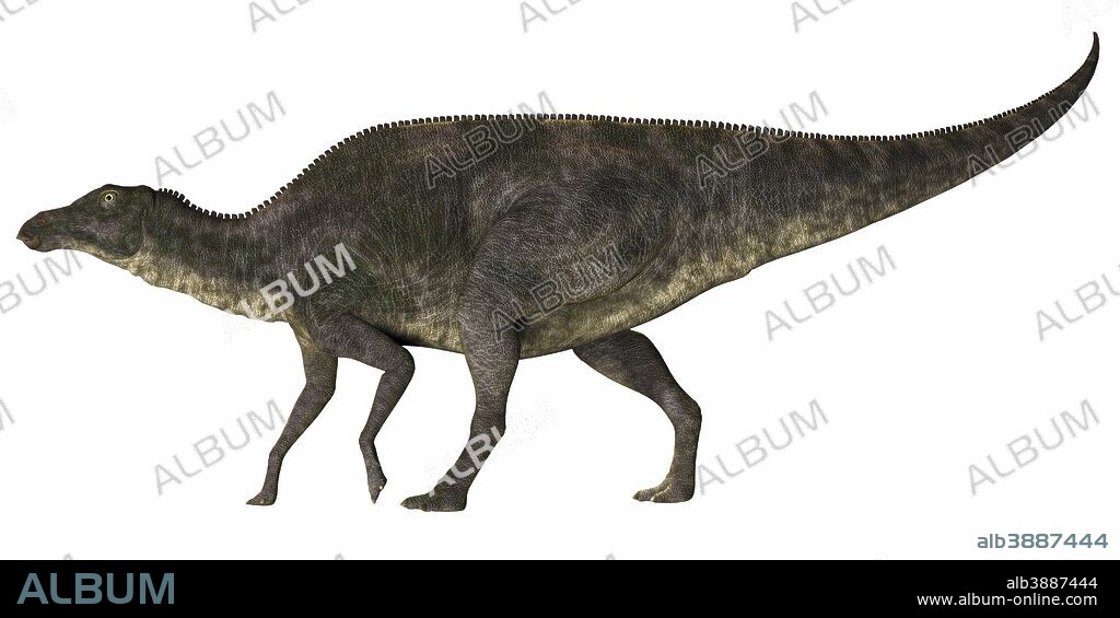 Maiasaura was a duck-billed herbivorous dinosaur that lived in Montana, USA in the Cretaceous Era.
