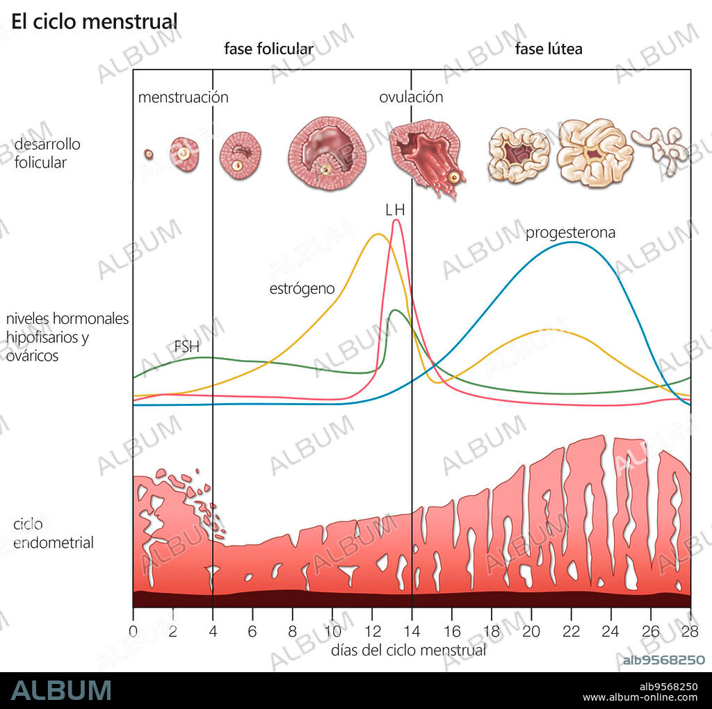The cyclical changes that occur during the normal menstrual cycle in women.