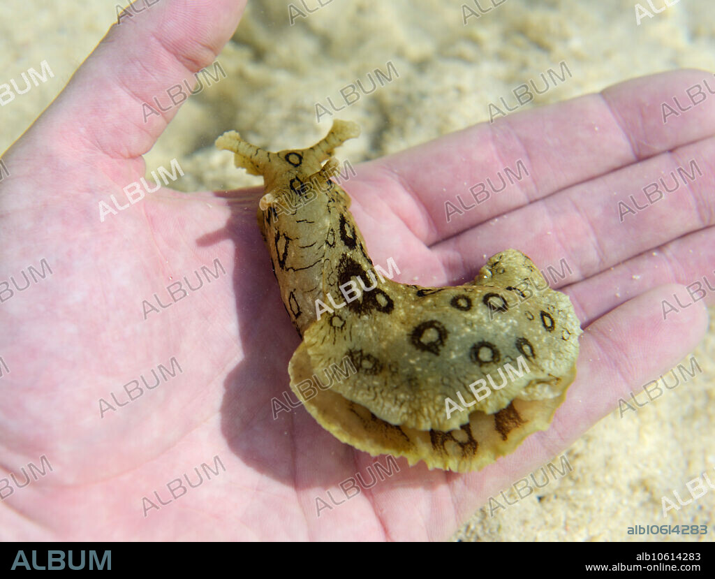 Spotted sea hare, Aplysia dactylomela, a large sea slug, in a tidepool, Grand Cayman, Cayman Islands, British West Indies.