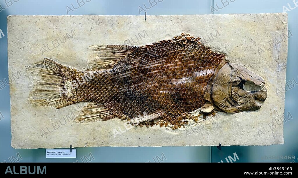 Fossil specimen of Scheenstia (lepidotes maximus), Naturkundemuseum, Natural history museum, Berlin, Germany