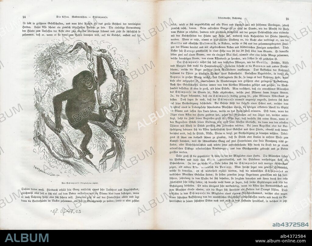 Troglodytes niger, Print, The chimpanzee (Pan troglodytes), also known as the common chimpanzee, robust chimpanzee, or simply "chimp.