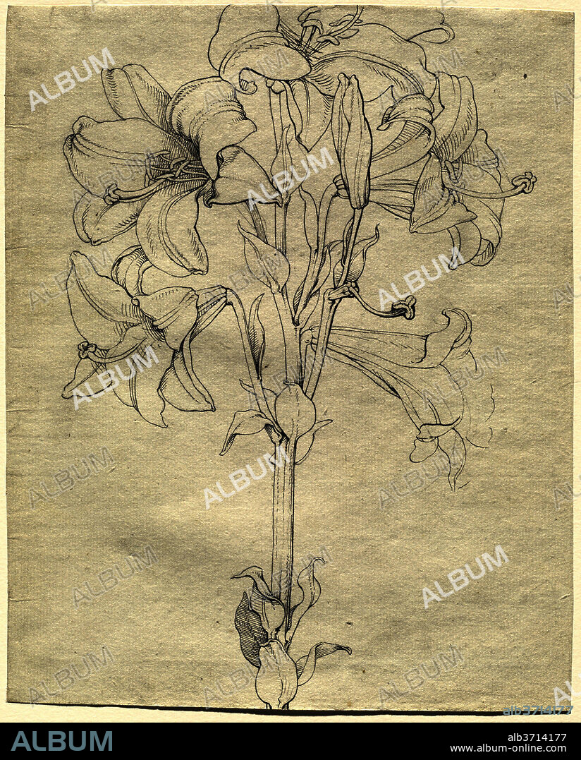 PHILIPP OTTO RUNGE. A Stalk of Lilies with Six Blooms. Dated: 1808. Dimensions: sheet: 29.7 x 23.9 cm (11 11/16 x 9 7/16 in.). Medium: pen and black ink over graphite on very light green laid paper.
