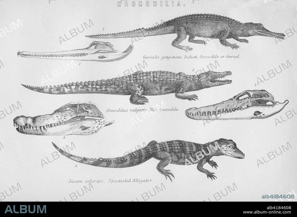 'Crocodilia', 19th century. 'Gavialis gangeticus. Indian Crocodile of Gavial; Crocodilus vulgaris. Nile Crocodile; Jacare sclerops. Spectacled Alligator'. Three species of crocodilian reptiles shown with their skulls.