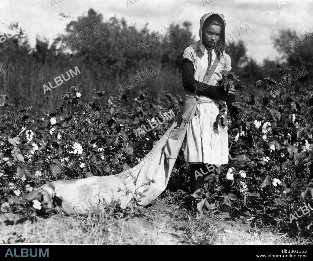 Entitled: "Callie Campbell, 11 years old, picks 75 to 125 pounds of cotton a day, and totes 50 pounds of it when sack gets full. "No, I don't like it very much." Location: Potawotamie County, Oklahoma." When the cotton pickers got to the field, each was given a sack with a strap that went over the shoulder. That left both hands free to pick. No one wore gloves. The boll that holds the cotton is quite sharp, and by the end of the day, fingers were sore, cut and bleeding. Child labor refers to the employment of children in any work that deprives children of their childhood, interferes with their ability to attend regular school, and that is mentally, physically, socially or morally dangerous and harmful. Photographed by Lewis Hine, October 16, 1916.