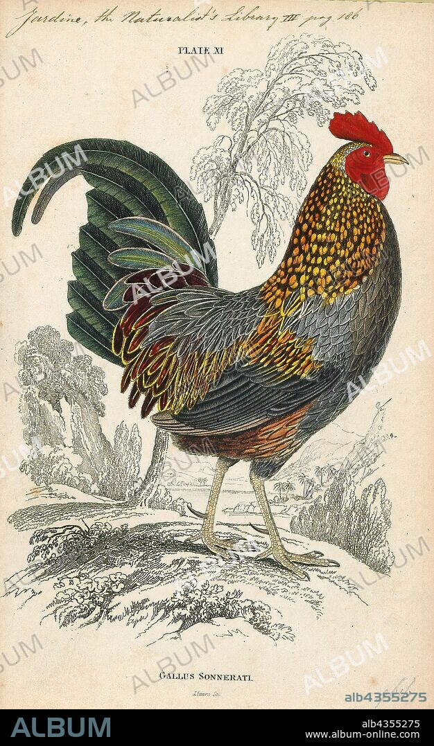 Gallus sonneratii, Print, The grey junglefowl (Gallus sonneratii), also known as Sonnerat's junglefowl, is one of the wild ancestors of domestic fowl together with the red junglefowl and other junglefowls., 1833-1866.