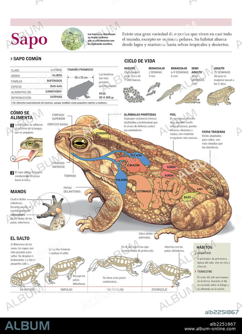 SAPO. Infografía de la anatomía, el ciclo de vida, la alimentación y el salto de un sapo común.