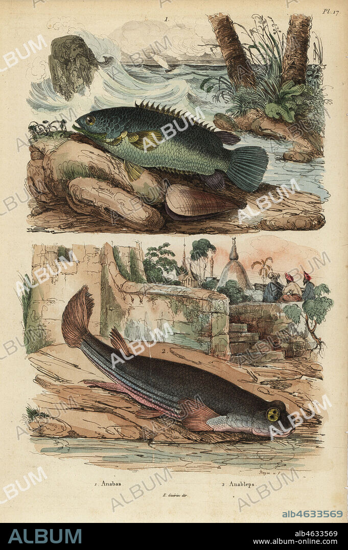 Climbing perch, Anabas testudineus 1, and four-eyed fish, Anableps anableps 2. Handcoloured steel engraving by Beyer after an illustration by de Sainson from Felix-Edouard Guerin-Meneville's Dictionnaire Pittoresque d'Histoire Naturelle (Picturesque Dictionary of Natural History), Paris, 1834-39.