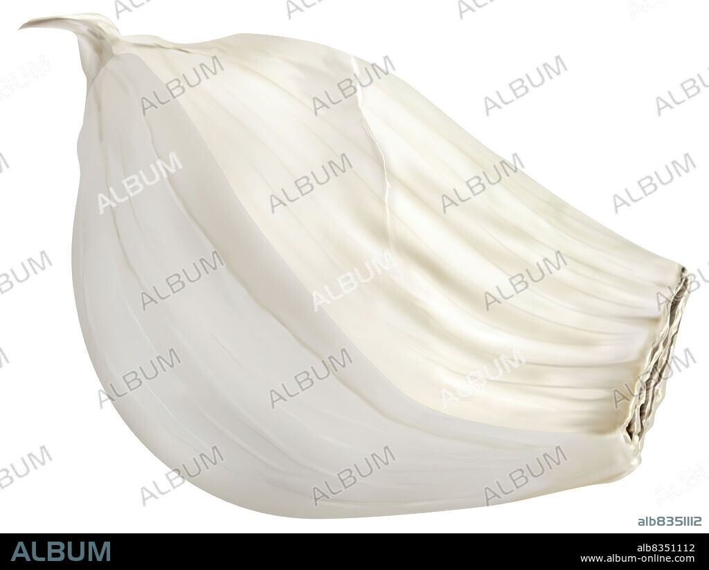 The bulb of garlic is made up of a cluster of 12 to 16 cloves. When cooking, it is usually the cloves that are needed.