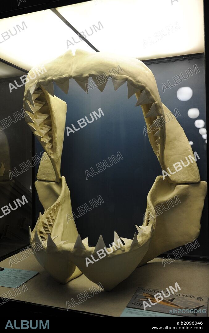 Modelo de las mandíbulas del megalodón, especie extinta de tiburón que vivió aproximadamente desde hace 28 a 1,5 millones de años, durante el Cenozoico (finales del Oligoceno a principios del Pleistoceno). Museum fur Naturkunde (Museo de Historia Natural). Berlín. Alemania. Europa.