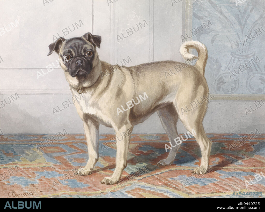Portrait of Edwin vom Rath's Pug Portrait of the pug of the Vom Rath family, draughtsman: Conradijn Cunaeus, c. 1880 - c. 1895, paper, brush, h 296 mm × w 395 mm.