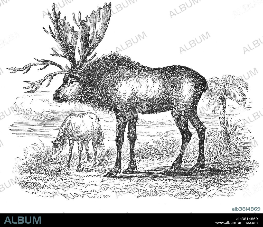 Sivatherium, reconstructed from only a skull fossil, from Louis Figuier's The World Before the Deluge, 1867 American edition.  Once thought to be a gigantic deer, it is now grouped with the giraffes and is known to have resembled today's okapi.  Sivatherium lived in Africa and the Indian subcontinent, from the Late Pliocene until about 10,000 years ago.