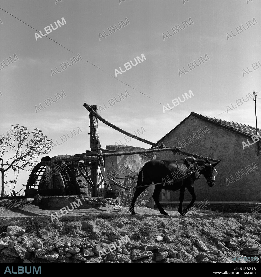 NORIA DE TRACCION ANIMAL - FOTOGRAFIA EN BLANCO Y NEGRO - AÑOS 50.