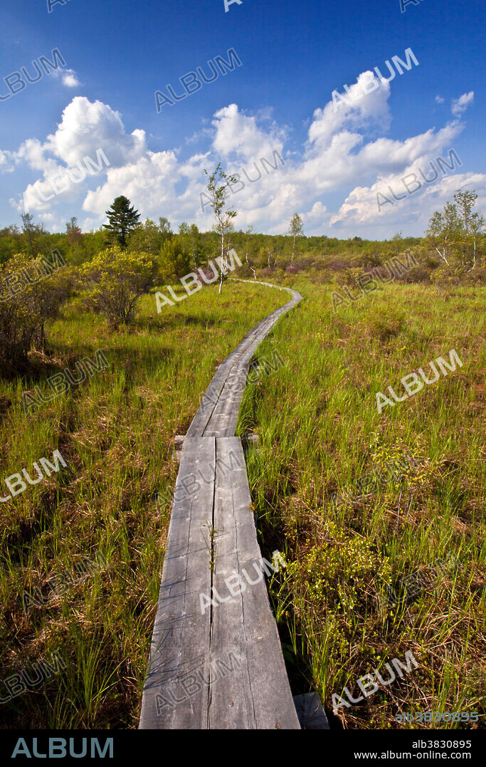 A two mile trail and boardwalk system traverses part of the Nature Conservancy's 2,500-acre Thomas Darling Preserve at Two-Mile Run in Pennsylvania's Pocono Mountains which harbours an extensive mosaic of glacial wetland.
