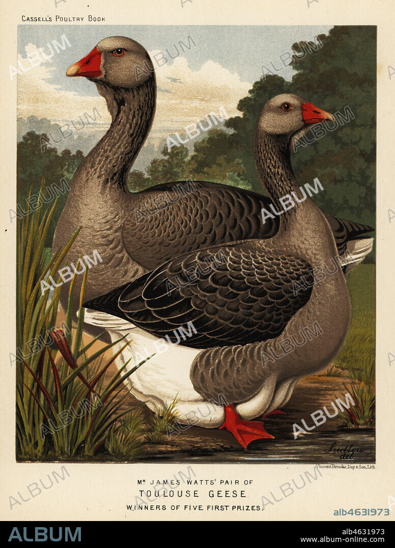 Toulouse geese with dewlap, cock and hen. Oie de Toulouse a bavette, Anser anser domesticus. Bred by James Watts, winners of five first prizes. Chromolithograph by Vincent Brooks Day & Son after an illustration by J.W. Ludlow from Lewis Wrights The Illustrated Book of Poultry, Cassell, London, 1890.