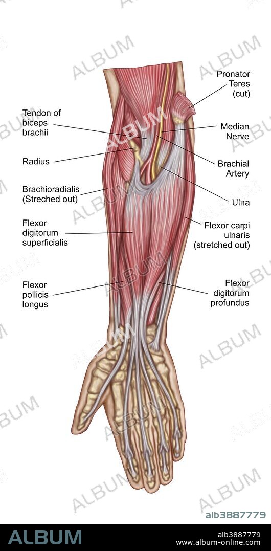 Anatomy of forearm muscles, anterior view, middle.