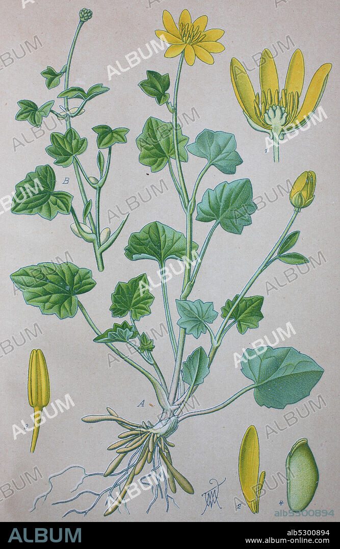 Digital improved high quality reproduction: Ficaria verna, formerly Ranunculus ficaria L., commonly known as lesser celandine or pilewort, is a low-growing, hairless perennial flowering plant in the buttercup family Ranunculaceae  /  Scharbockskraut,  Feigwurz oder Frühlings-Scharbockskraut genannt, Pflanzenart in der Familie der Hahnenfußgewächse.