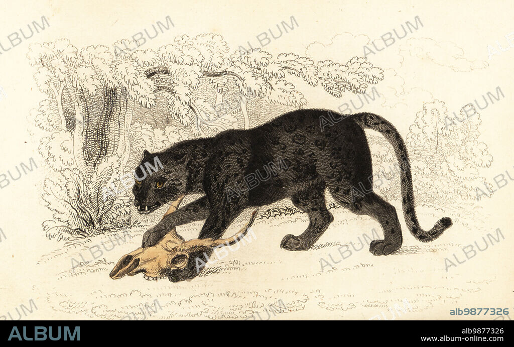 Black jaguar or black panther, Fanthera onca, with skull. Melanistic variant of the jaguar. (Felis discolor.) A specimen was exhibited in George Wombwell's Menagerie. Handcoloured steel engraving by Joseph Kidd after an illustration by Alexander Forbes from William Rhinds The Miscellany of Natural History: Feline Species, edited by Sir Thomas Dick Lauder, Fraser & Co., Edinburgh, Scotland, 1834.