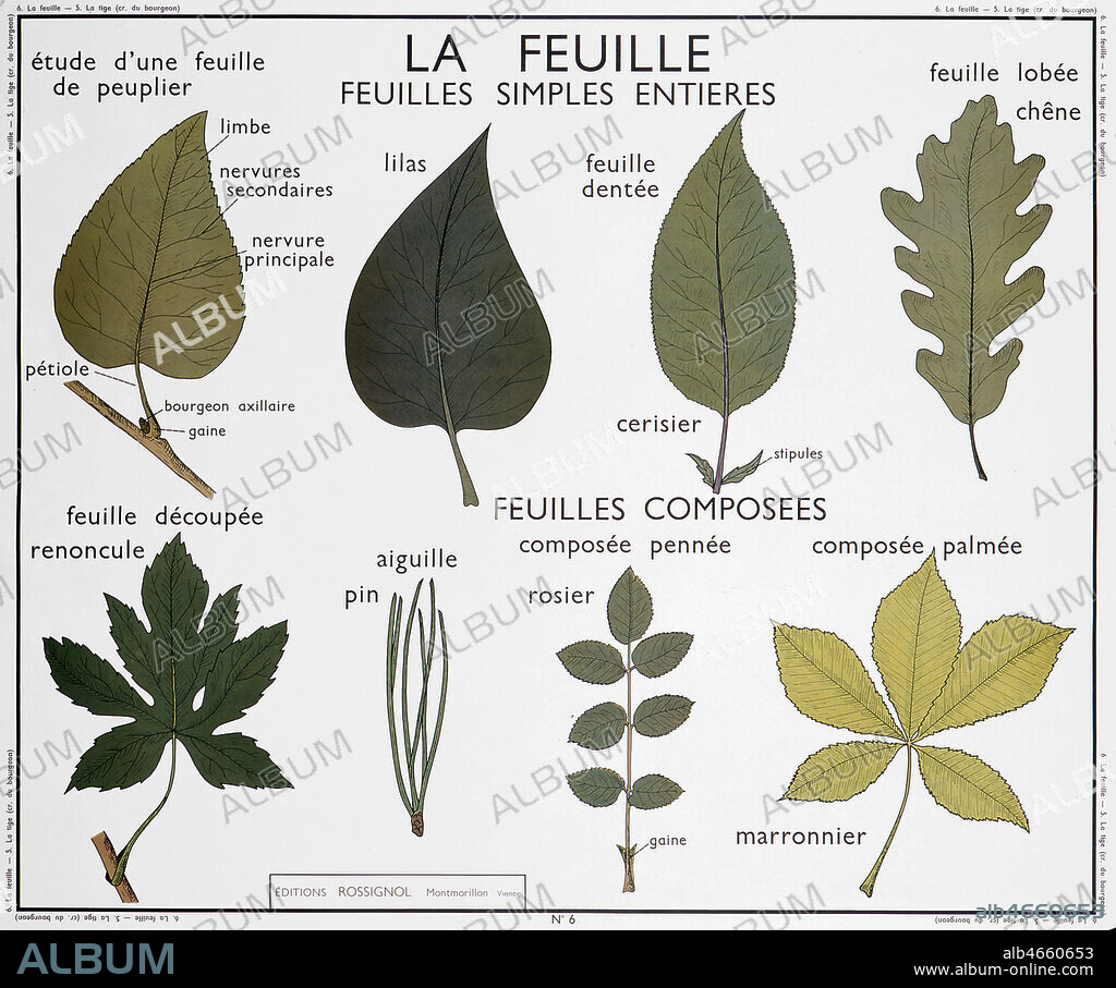 Planche botanique : 'La feuille simple entiere comme celle du peuplier, du lilas, du cerisier et du chene; et feuille composee comme celle du renoncule, du pin, du rosier et du marronnier.' Panneau scolaire des editions Rossignol des annees 1950. Credit: Imagerie Rossignol/KHARBINE-TAPABOR.