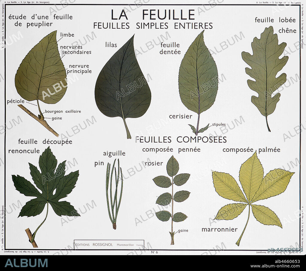 Feuille Simple Et Composée