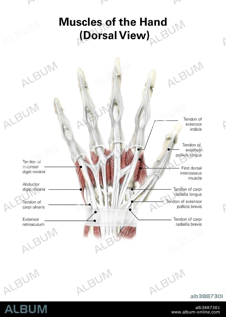 Digital illustration of muscles of the hand, dorsal view (no labels).
