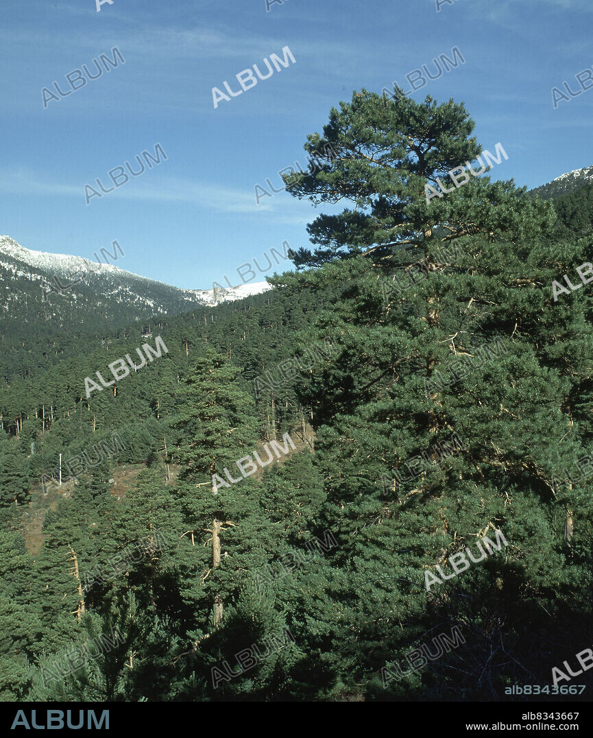 PINARES DEL PUERTO DE NAVACERRADA.